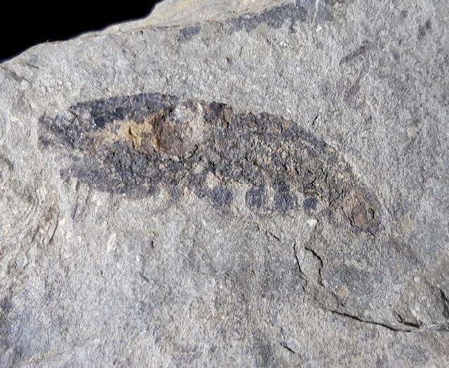 Pennaeus sp. FABRICIUS 1798 - Bild © FossNet FossilienStore